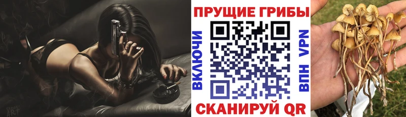 Псилоцибиновые грибы мицелий  KRAKEN   Высоцк 